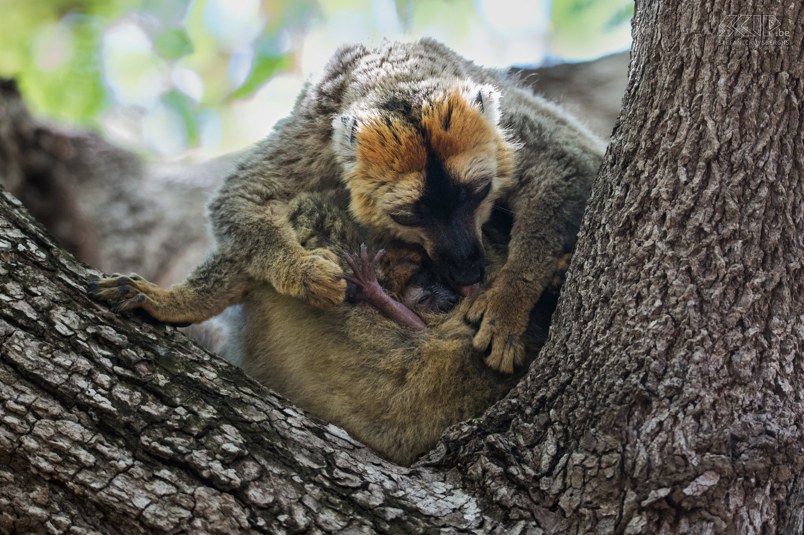 Kirindy - Red-fronted brown lemur family A father lemur cleaning his baby. This was a wonderful moment to witness. Stefan Cruysberghs